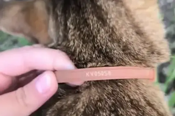 Кот найден у школы, ул. 250-летия, 9