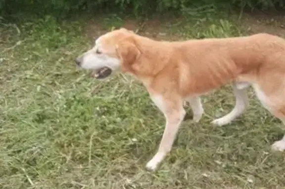 Найдена собака, , фото: Собака найдена в Бужарово, Советская ул.