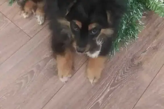 Пропала собака в СНТ Думино, МО