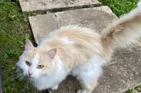 Найдена кошка, , фото: Кошка найдена: Истринская ул., 16