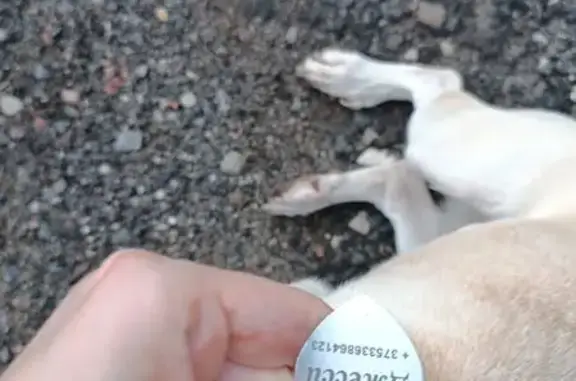 Найдена собака, Гродно, фото: Собака найдена: ул. Мичурина, 27, Гродно