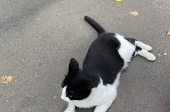 Найдена кошка, Ярославль, фото: Кошка найдена: ул. Чкалова, 42, Ярославль