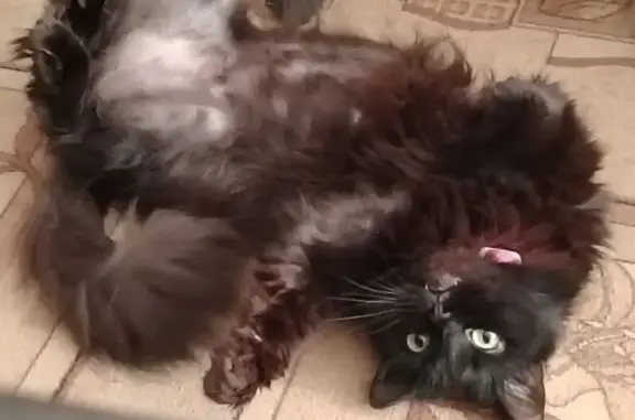 Кошки потеряшки, Изобильный, фото: Потеряшка кошка, Почтовая ул. 13, Изобильный