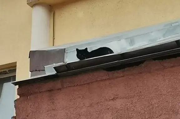 Кошка на крыше, Москва, Красноворотский 3Б.