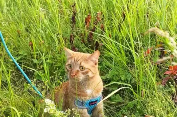 Кошки потеряшки, Кемерово, фото: Потеряшка кошка, Комсомольский пр. 43, Кемерово