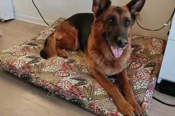 Собаки потеряшки, Тверская область, фото: Потеряшка собака, 28Н-0534, Тверская область