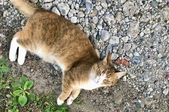 Кошки потеряшки, Томск, фото: Потеряшка кошка, Средне-Кирпичная 11, Томск