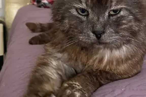 Найдена кошка, Карманово, фото: Кошка найдена: ул. Самохина, 9, Карманово