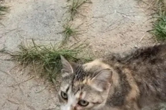 Найдена кошка, Московская область, фото: Кошка найдена: Московская обл., 46Н-00361