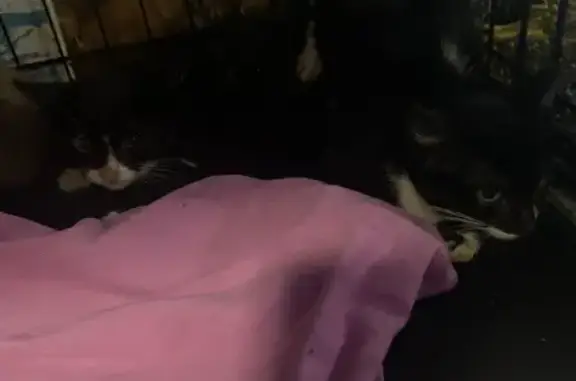 Найдена кошка, Петрозаводск, фото: Котята на улице Сусанина, 26, помощь!