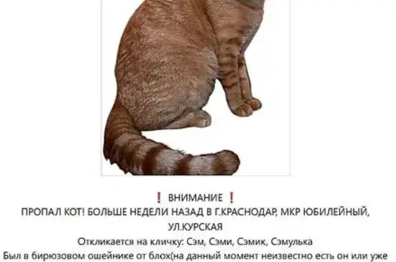 Пропала кошка на Курской улице, 9, Краснодар