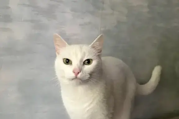 Пропала белая кошка, ул. Калинина, 10А