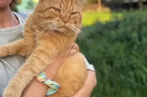 Найдена кошка, Ивантеевка, фото: Найдена кошка, ул. Новая Слобода, 3