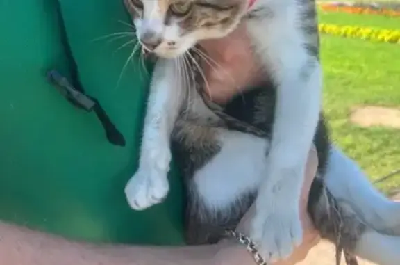 Кошка найдена на Исаакиевской площади