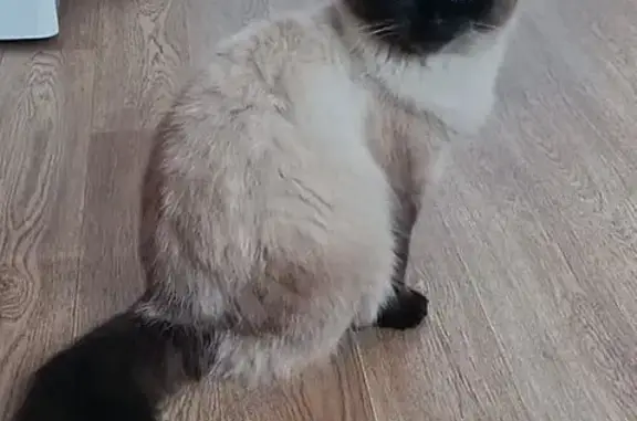 Кошки потеряшки, Среднеуральск, фото: Потеряшка кошка на Металлистов, 70