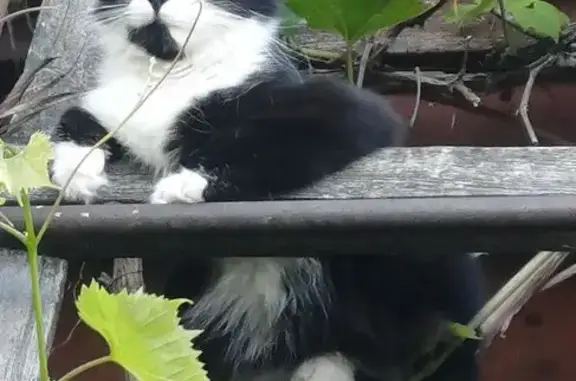 Кошки потеряшки, Нурлат, фото: Потеряшка кошка, Нурлат, Татарстан