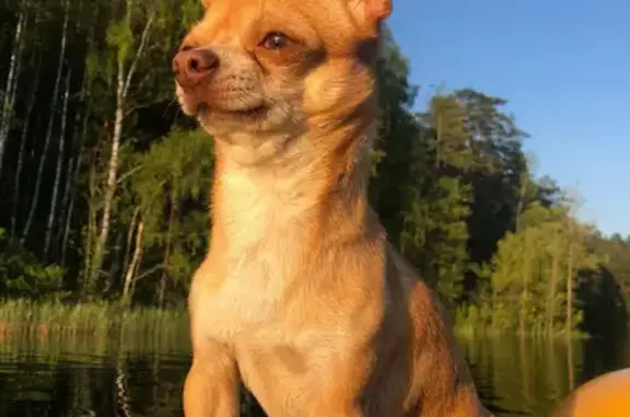 Собаки потеряшки, Ленинградская область, фото: Потеряшка собака, Никольское, СНТ Лесное