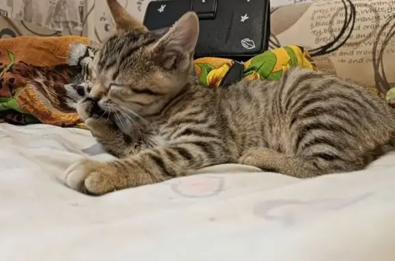 Пропала полосатая кошка, Курская 80