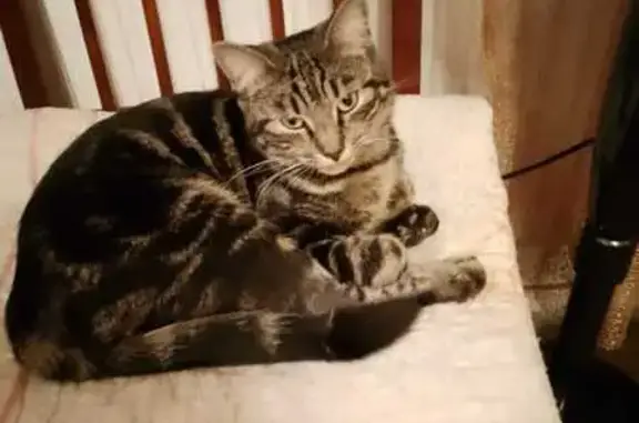 Кошки потеряшки, Санкт-Петербург, фото: Потеряшка кошка на Трефолева, 26, СПб