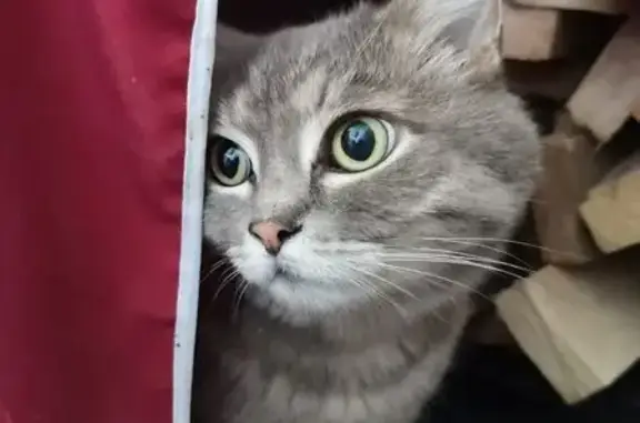 Найденные животные Нижний Тагил, фото: Кошка найдена: Сенной пер., 5, Н. Тагил