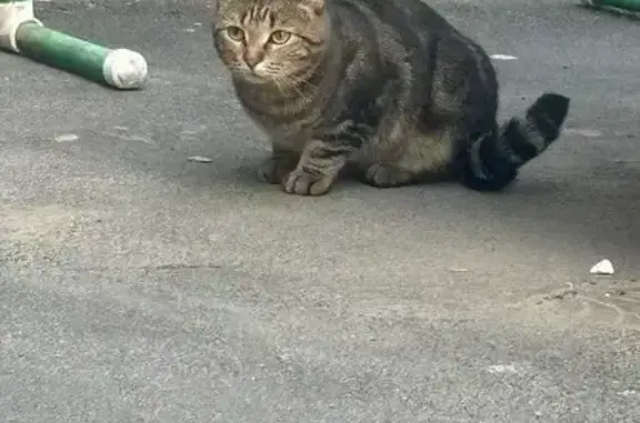 Кошки потеряшки, Санкт-Петербург, фото: Потеряшка кошка Маша, наб. Обводного канала