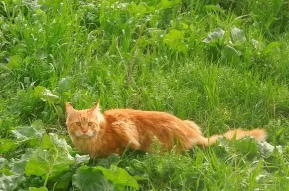 Кошки потеряшки, Екатеринбург, фото: Потеряшка кошка, Симферопольская 36, Екб