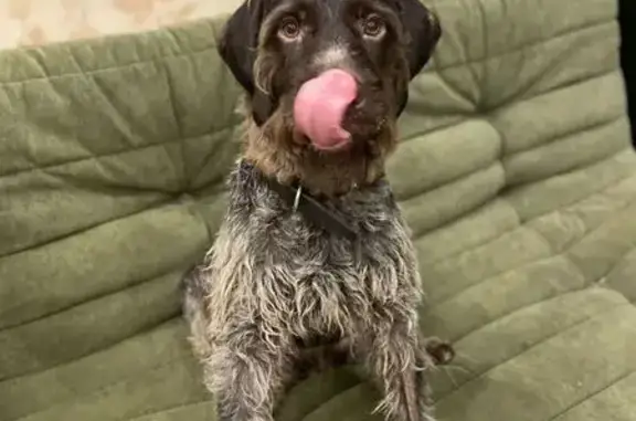 Дратхаар найден в электричке, Чертановская 27