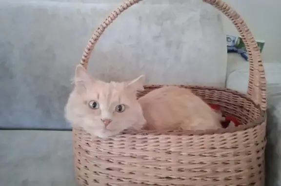 Объявления о пропавших и найденных животных, , фото: Пропала кошка, ул. Грина 14, Кропачи