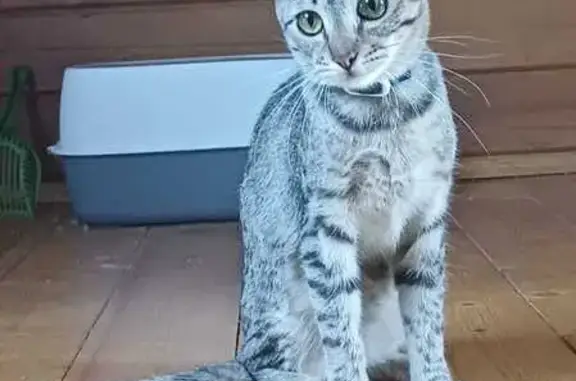 Кошки потеряшки, Московская область, фото: Потеряшка кот: Новая ул. 27, Молоково