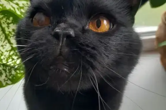 Кошка найдена: пр. Ветеранов, 1 к1, СПб