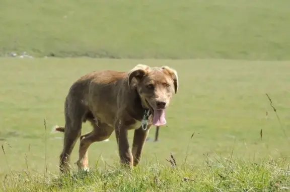 Собака найдена на Бермамыте, Карачаево-Черкесия