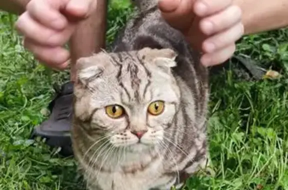 Кошка найдена в Крапивенском, Тула