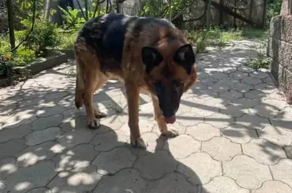 Объявления о пропавших и найденных животных, Ростов-на-Дону, фото: Собака найдена на Тракторной, 83, Ростов-на-Дону