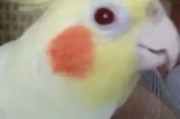 Потерянные животные Владивосток, фото: Пропала птица, Владивосток, пр. Кр. Знамени 120