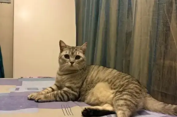 Пропала кошка на Озёрной улице, Токсово