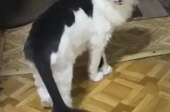 Пропала кошка, Приморский край