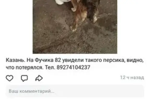 Найдена собака, , фото: Собака найдена: ул. Ю. Фучика, 82, Казань