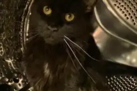 Кошки потеряшки, Усть-Илимск, фото: Потеряшка кошка, ул. Мечтателей 32, Усть-Илимск