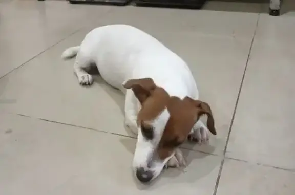 Найдена собака, Анапа, фото: Собака найдена на Олимпийской, Анапа