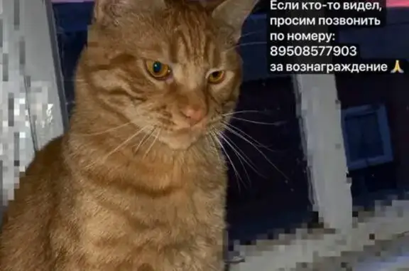 Пропал кот, Ростовская ул. 14, Матвеев Курган