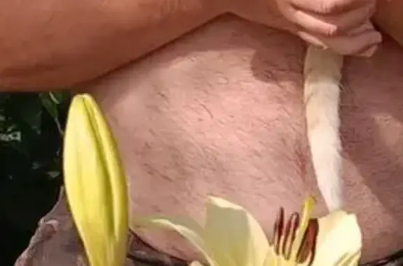 Пропала рыже-белая кошка, А-119, Вологда