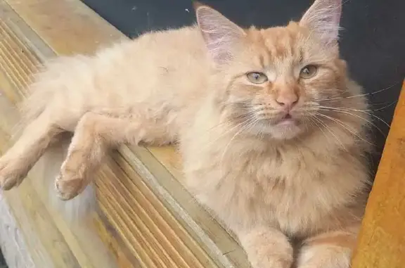 Кошки потеряшки, Тверь, фото: Потеряшка кошка, ул. Репина, 46, Тверь