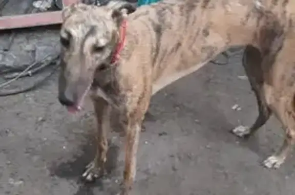 Собаки потеряшки, Ростов-на-Дону, фото: Потеряшка собака, Турбинный пер., 30, Ростов