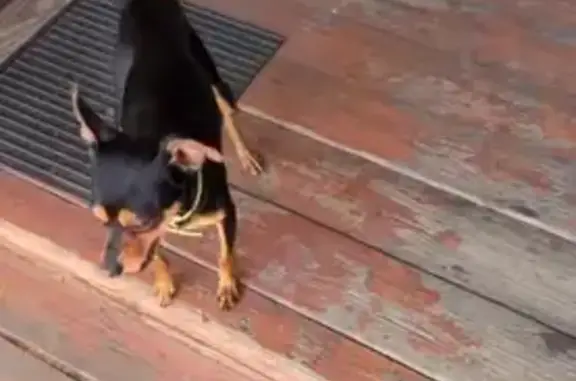 Пропал той терьер, Чита, Забайкалье