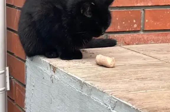 Найдена кошка, Юрга, фото: Кошка найдена у Лекарь-Дент, Юрга, Победы 41А