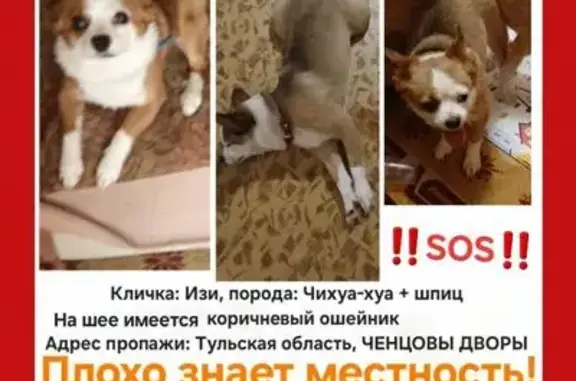Пропала собака в Восточно-Одоевском районе