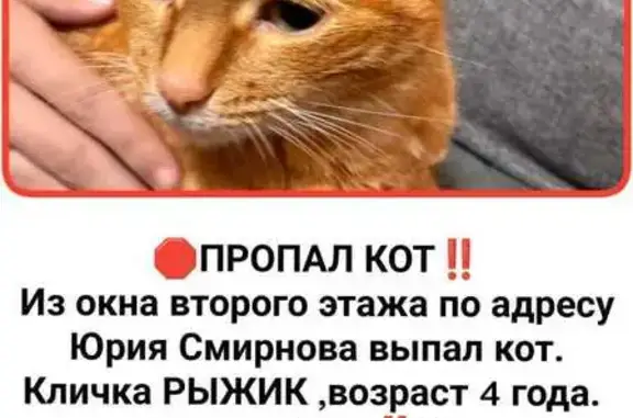 Кошки потеряшки, Кострома, фото: Потеряшка рыжая кошка, Смирнова 33, Кострома