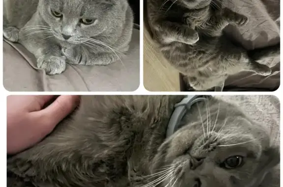 Пропала кошка, ул. Семёнова-Тян-Шанского