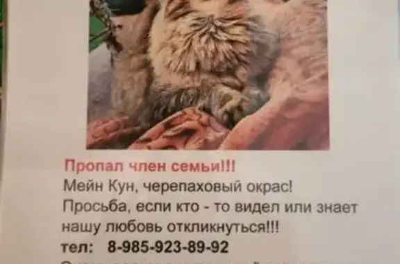 Пропала кошка, Советская ул. 29, Ивановское