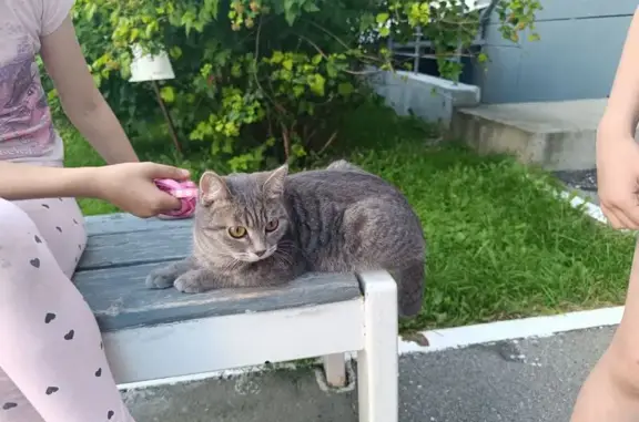 Найдена кошка, Пермь, фото: Найдена серая кошка, ул. Крупской 67, Пермь